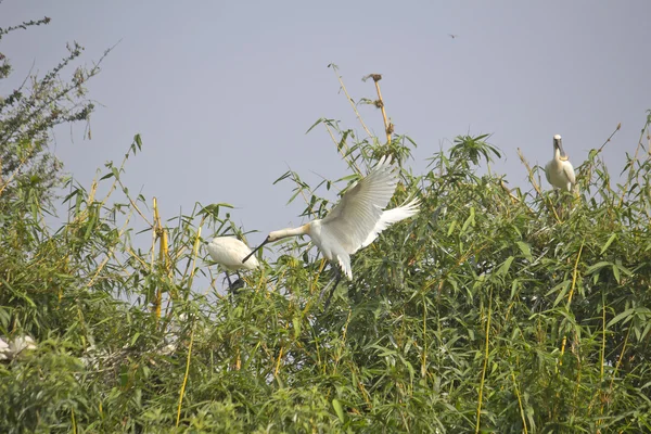 Aves nidadas —  Fotos de Stock