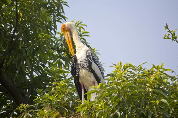 Indiska stork — Stockfoto