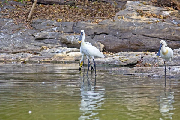 Burung India — Stok Foto