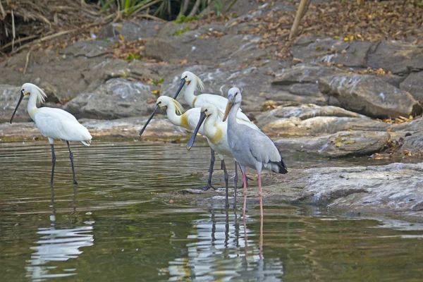 Indische Vögel — Stockfoto