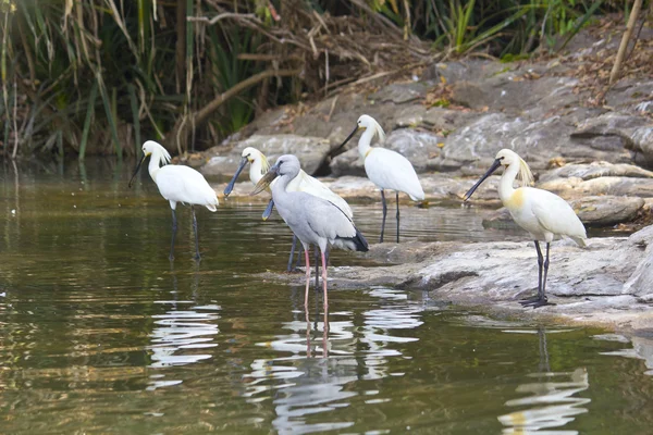 Oiseaux indiens — Photo