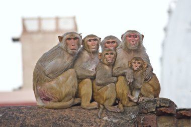 Rhesus ailesi