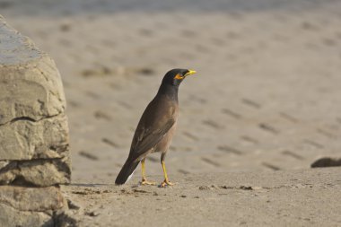 Hint myna, Acridotheres tristis