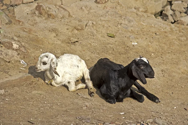 Chèvres noires et blanches — Photo
