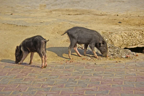 Porcs indiens — Photo