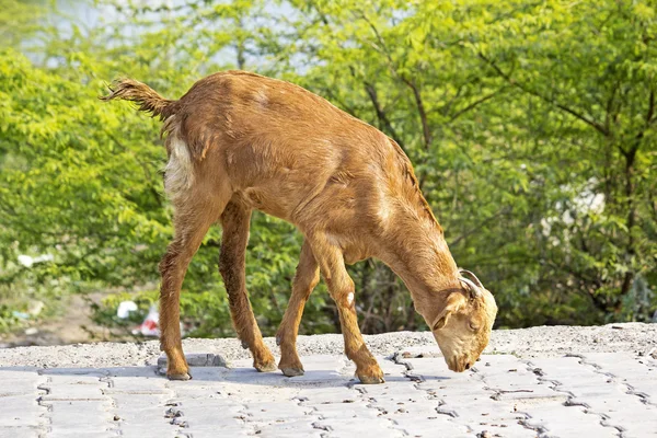 Kırmızı goatling — Stok fotoğraf