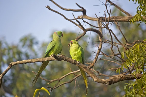 Parakeets — Stock Photo, Image