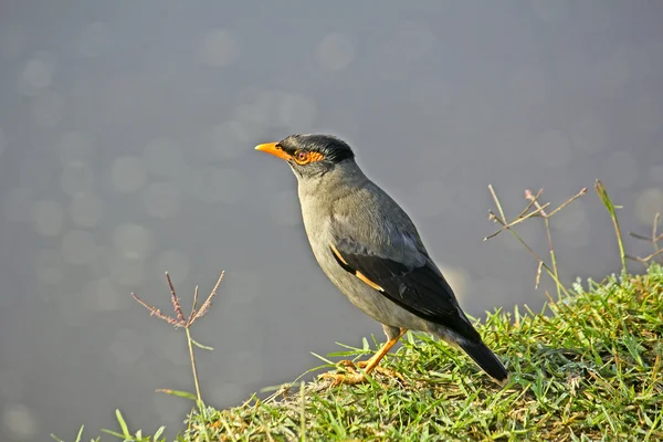 Indiska myna, Acridotheres tristis — Stockfoto