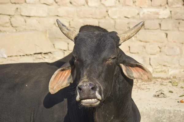Indiska bull — Stockfoto