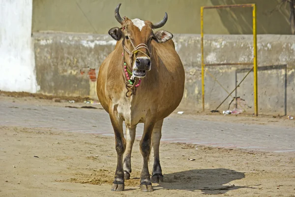 Беременная корова — стоковое фото