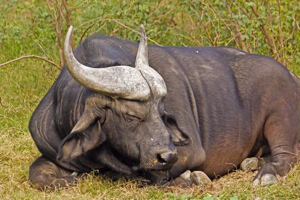 Cape buffalo — Stockfoto