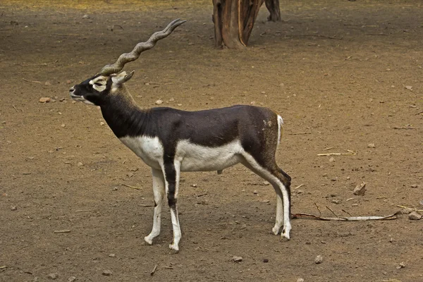 Schwarzer Bock — Stockfoto