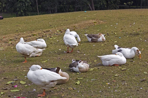 Gänse — Stockfoto