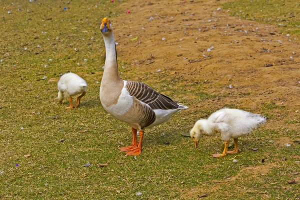 Gås och två gooselings — Stockfoto