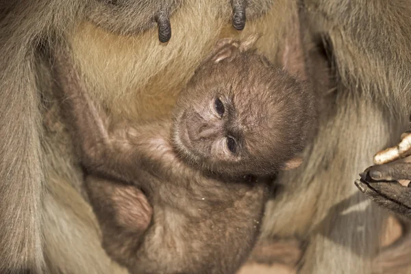 Langoor baby — Stockfoto