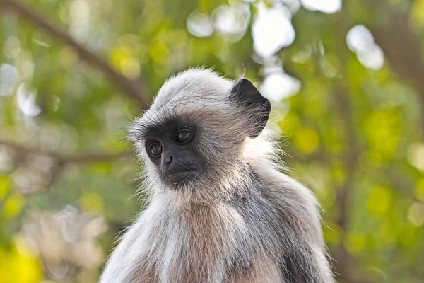 Fiatal langoor — Stock Fotó