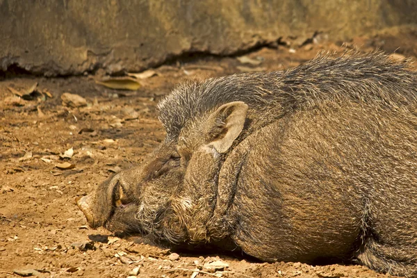 Indian Boar — Stock Photo, Image