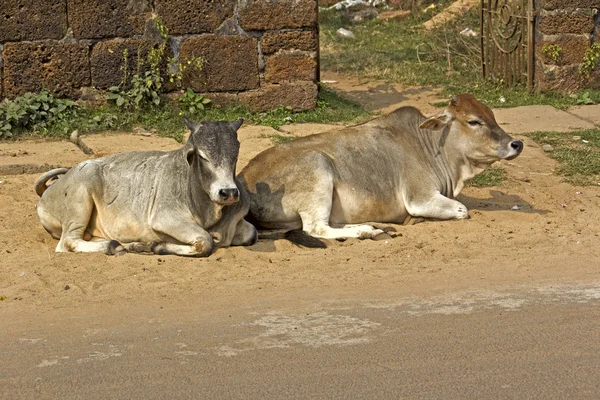 Vaches détendues — Photo