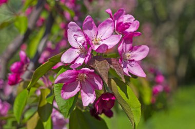 çiçek açması elma