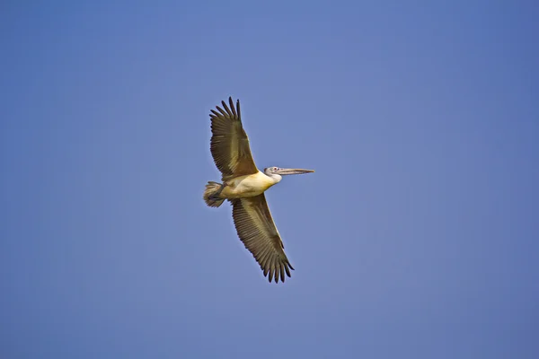 Fliegender Pelikan — Stockfoto