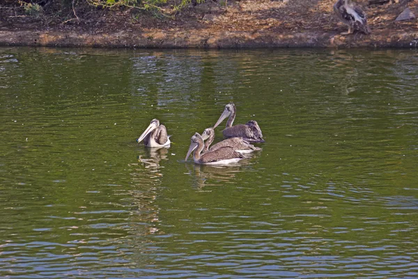 Pelikanlar — Stok fotoğraf