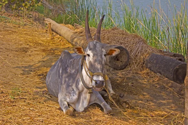Vache indienne — Photo