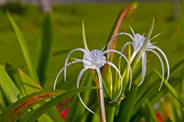 Hymenocallis