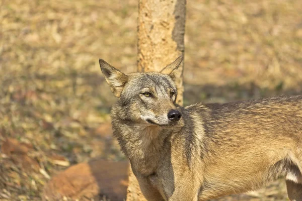 Lobo — Fotografia de Stock