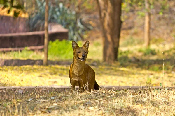 Dhole. — Fotografia de Stock