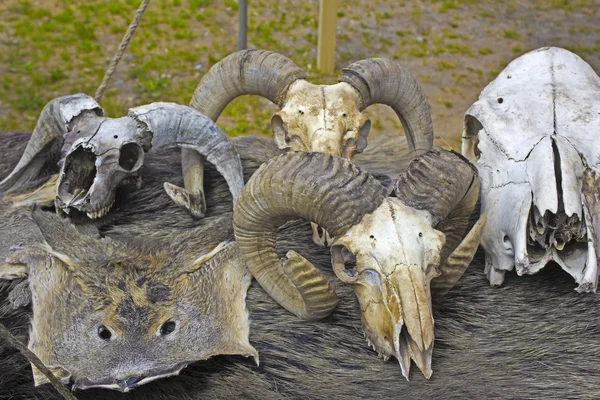 Crânes d'animaux — Photo