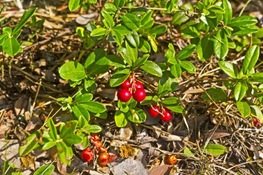 Kırmızı billberry