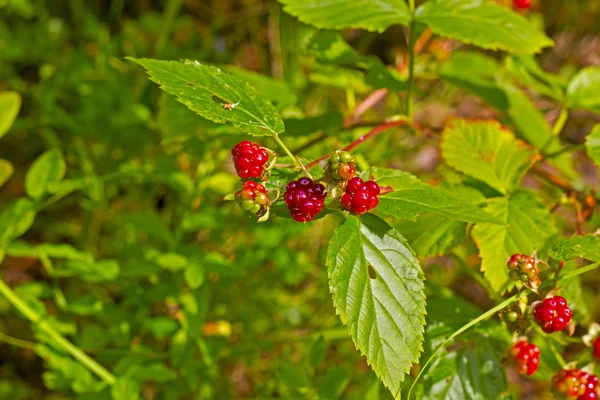 Dewberries — Stock fotografie