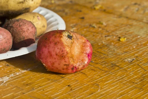 Potato tuber — Stock Photo, Image