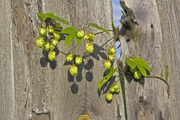 Licopodi — Foto Stock