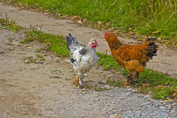 Две курицы — стоковое фото