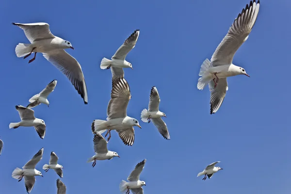 Möwen, Meer — Stockfoto