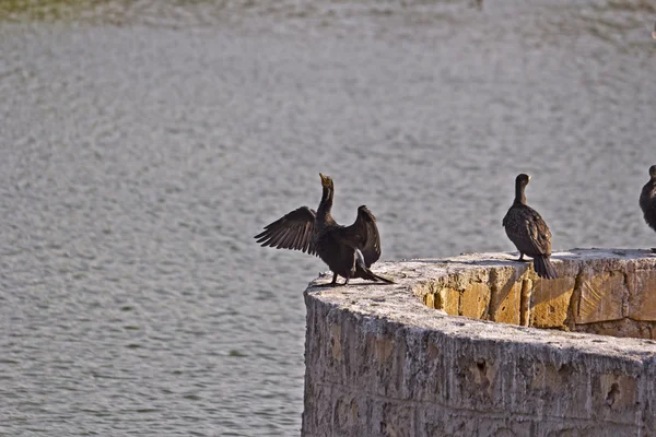 湖の上の黒い鵜 — ストック写真