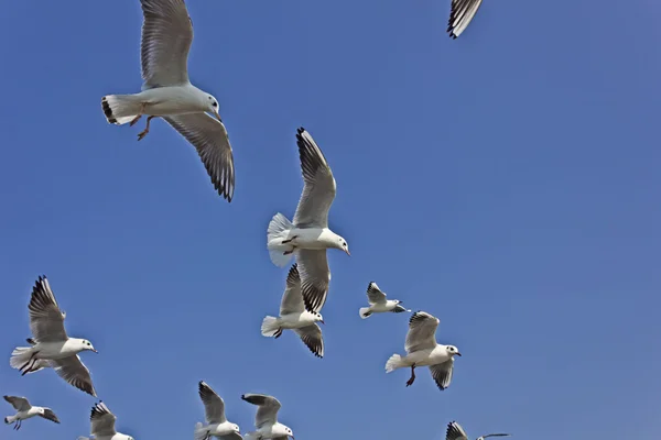Индийские чайки в небе — стоковое фото