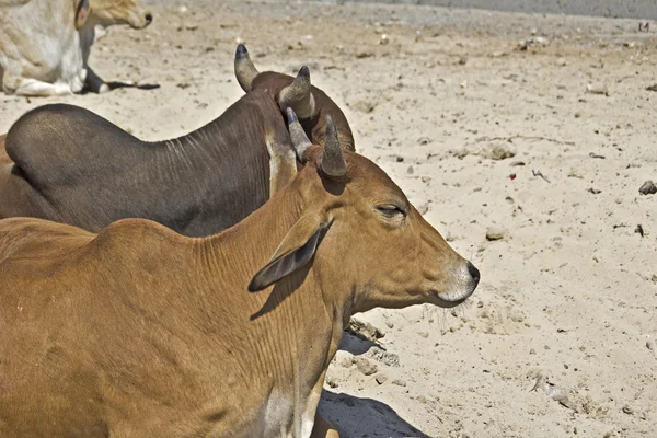 Duas vacas indianas — Fotografia de Stock
