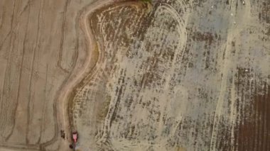 Pirinç tarlasında traktör vıngıldağında 4K. Pirinç tarlasının ve traktörün tarla sürüşü sırasındaki hava manzarası..