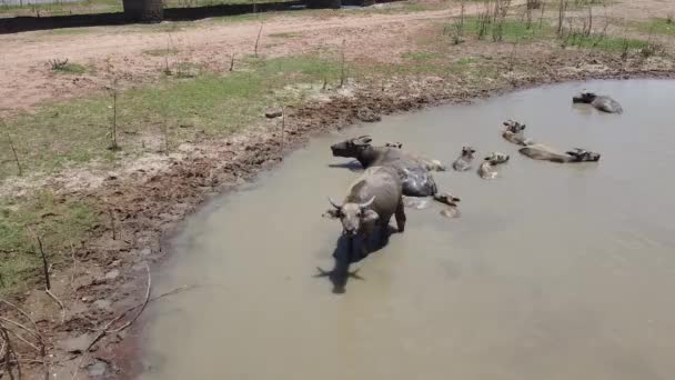 Pohybující Skupiny Vodních Buvolů Mokřinách Buffalos Jsou Relaxační Bahně Letním — Stock video