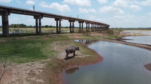 湿地帯の水牛の大衆の移動グループ上の4K 水牛は夏の間泥の中でリラックスしています — ストック動画