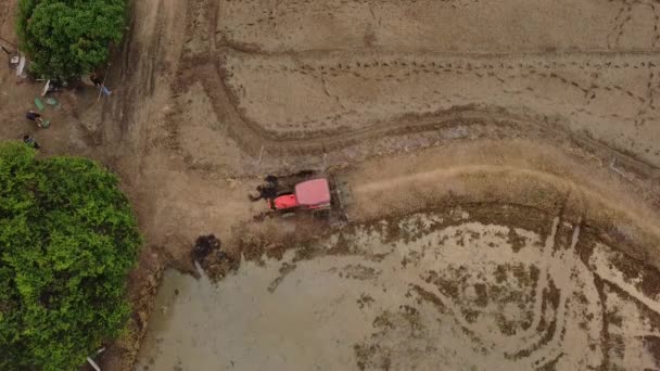 Pirinç Tarlasında Traktör Vıngıldağında Pirinç Tarlasının Traktörün Tarla Sürüşü Sırasındaki — Stok video