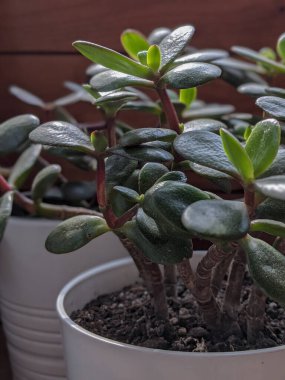 Crassula ovata ya da Jade bitkisi tahta bir arka planda beyaz bir tencerede