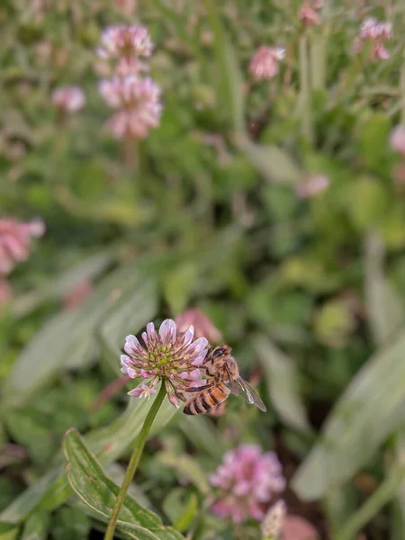 Méhek Trifóliumon Repens Virág — Stock Fotó