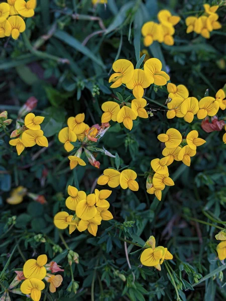 Una Alfombra Flores Amarillas Flores Loto Corniculatus Prado —  Fotos de Stock