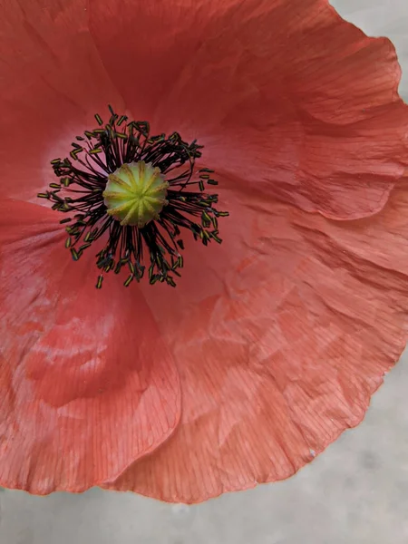 Closeup Poppy Bloom — Stock Photo, Image