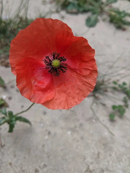 Poppy Bloom Dry Soil — Stock Photo, Image