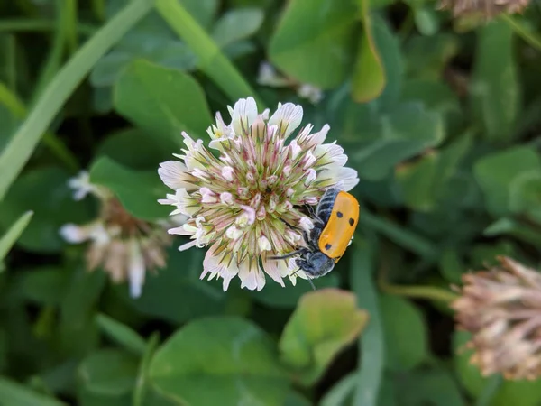 Trifolium 딱정벌레인라 치니아 리카가 거부하다 — 스톡 사진