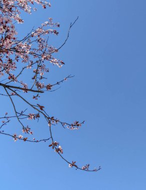 Güneş ışığı altında çiçek açan kiraz ağacı